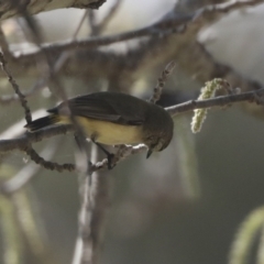 Acanthiza chrysorrhoa at Holt, ACT - 15 Sep 2021