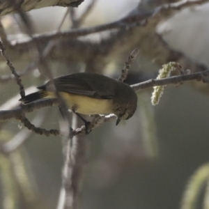 Acanthiza chrysorrhoa at Holt, ACT - 15 Sep 2021 11:49 AM