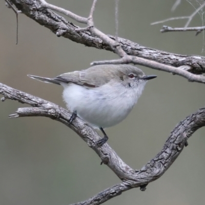 Gerygone fusca (Western Gerygone) at Majura, ACT - 16 Sep 2021 by jb2602