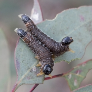 Perginae sp. (subfamily) at Scullin, ACT - 14 Sep 2021