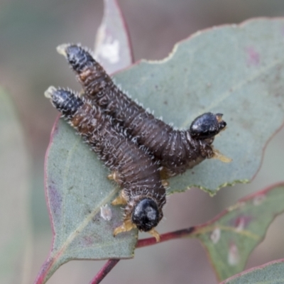 Perginae sp. (subfamily) (Unidentified pergine sawfly) at Scullin, ACT - 14 Sep 2021 by AlisonMilton