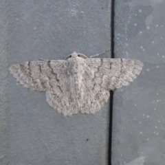 Crypsiphona ocultaria (Red-lined Looper Moth) at Higgins, ACT - 3 Mar 2021 by AlisonMilton