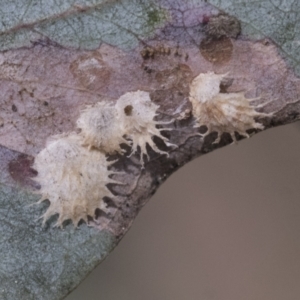 Cardiaspina sp. (genus) at Hawker, ACT - 14 Sep 2021