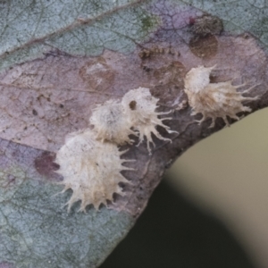 Cardiaspina sp. (genus) at Hawker, ACT - 14 Sep 2021