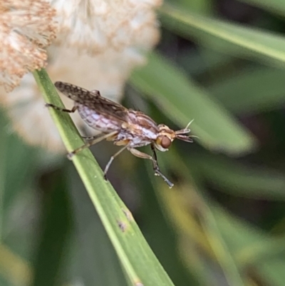 Dichetophora sp. (genus) (Marsh fly) at Murrumbateman, NSW - 16 Sep 2021 by SimoneC
