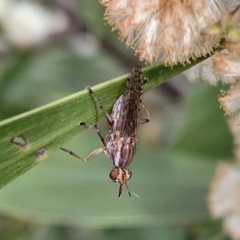 Dichetophora sp. (genus) at Murrumbateman, NSW - 16 Sep 2021