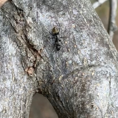 Camponotus aeneopilosus (A Golden-tailed sugar ant) at Murrumbateman, NSW - 16 Sep 2021 by SimoneC
