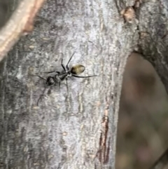 Camponotus aeneopilosus at Murrumbateman, NSW - 16 Sep 2021