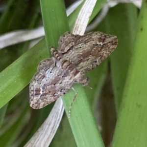 Chloroclystis (genus) at Murrumbateman, NSW - 16 Sep 2021