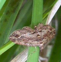 Chloroclystis (genus) at Murrumbateman, NSW - 16 Sep 2021 05:09 PM