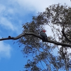 Callocephalon fimbriatum (Gang-gang Cockatoo) at Bruce Ridge - 24 Sep 2021 by alell