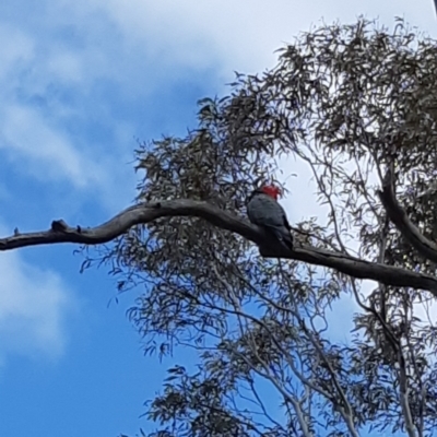 Callocephalon fimbriatum (Gang-gang Cockatoo) at Bruce, ACT - 24 Sep 2021 by alell