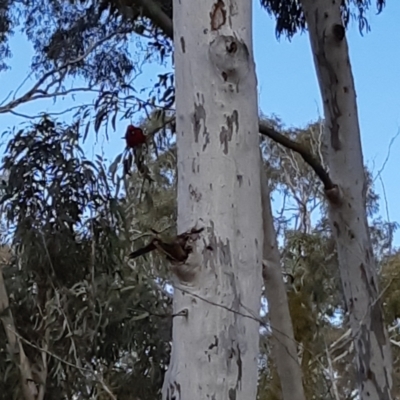 Platycercus elegans (Crimson Rosella) at Bruce Ridge to Gossan Hill - 14 Sep 2021 by alell