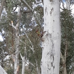 Platycercus elegans at Bruce, ACT - 14 Sep 2021