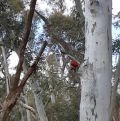 Platycercus elegans at Bruce, ACT - 14 Sep 2021 02:38 PM