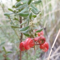 Grevillea alpina (Mountain Grevillea / Cat's Claws Grevillea) at Cook, ACT - 13 Sep 2021 by drakes