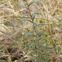 Grevillea alpina at Cook, ACT - 14 Sep 2021