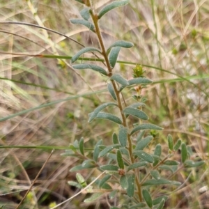 Grevillea alpina at Cook, ACT - 14 Sep 2021