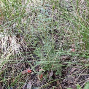Grevillea alpina at Cook, ACT - 14 Sep 2021