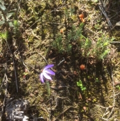 Cyanicula caerulea (Blue Fingers, Blue Fairies) at Downer, ACT - 6 Sep 2021 by JohnGiacon