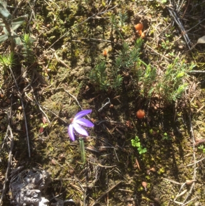 Cyanicula caerulea (Blue Fingers, Blue Fairies) at Black Mountain - 6 Sep 2021 by JohnGiacon