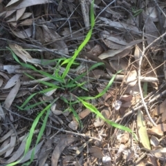 Bromus (genus) (A Brome) at Belconnen, ACT - 15 Sep 2021 by JohnGiacon