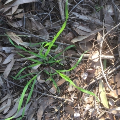 Bromus (genus) (A Brome) at Belconnen, ACT - 15 Sep 2021 by JohnGiacon