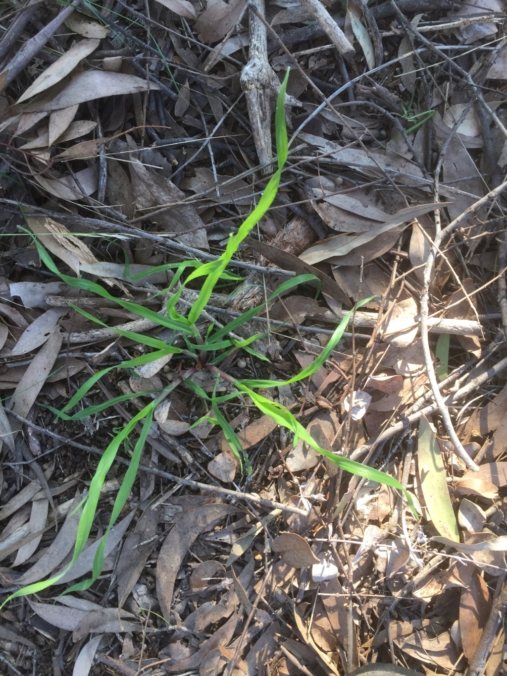 Bromus sp. at Belconnen, ACT - 15 Sep 2021