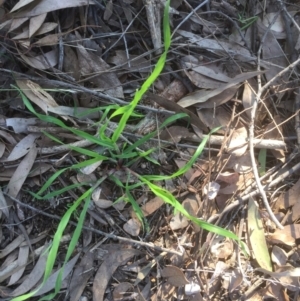 Bromus sp. at Belconnen, ACT - 15 Sep 2021