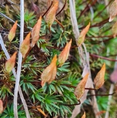 Polytrichaceae at Black Mountain - 16 Sep 2021 by Kristy