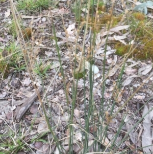 Juncus subsecundus at Bruce, ACT - 16 Sep 2021