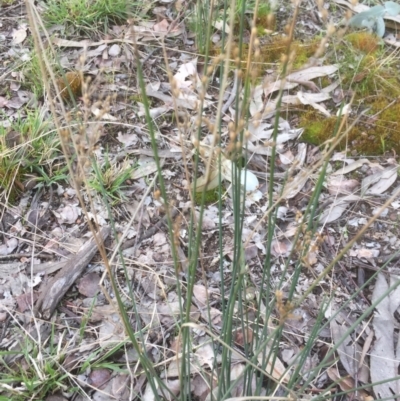 Juncus subsecundus (Finger Rush) at Bruce, ACT - 16 Sep 2021 by JohnGiacon