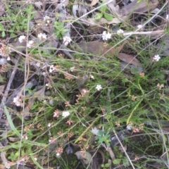 Leucopogon virgatus (Common Beard-heath) at Gossan Hill - 16 Sep 2021 by jgiacon