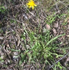 Microseris walteri (Yam Daisy, Murnong) at Bruce, ACT - 16 Sep 2021 by jgiacon