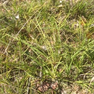 Lomandra filiformis (Wattle Mat-rush) at Flea Bog Flat to Emu Creek Corridor - 16 Sep 2021 by JohnGiacon