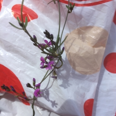 Glycine clandestina (Twining Glycine) at Bruce, ACT - 16 Sep 2021 by jgiacon