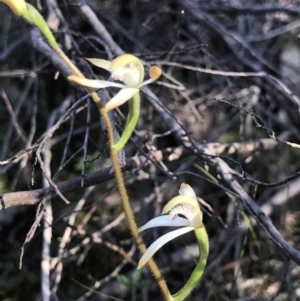 Caladenia ustulata at Denman Prospect, ACT - suppressed