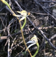 Caladenia ustulata (Brown caps) at Denman Prospect, ACT - 10 Sep 2021 by PeterR