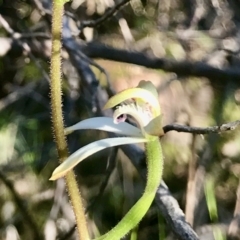 Caladenia ustulata at Denman Prospect, ACT - 11 Sep 2021