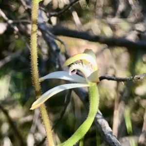 Caladenia ustulata at Denman Prospect, ACT - suppressed