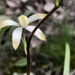 Caladenia ustulata at Denman Prospect, ACT - suppressed