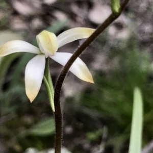 Caladenia ustulata at Denman Prospect, ACT - 11 Sep 2021