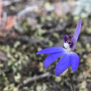 Cyanicula caerulea at Denman Prospect, ACT - suppressed