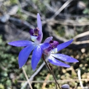 Cyanicula caerulea at Denman Prospect, ACT - suppressed