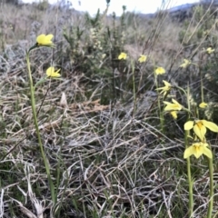 Diuris chryseopsis (Golden Moth) at McQuoids Hill - 15 Sep 2021 by PeterR