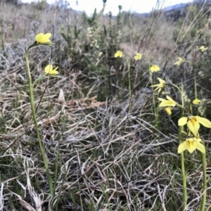 Diuris chryseopsis at Tuggeranong DC, ACT - 15 Sep 2021