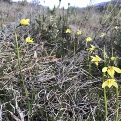 Diuris chryseopsis (Golden Moth) at Tuggeranong DC, ACT - 15 Sep 2021 by PeterR