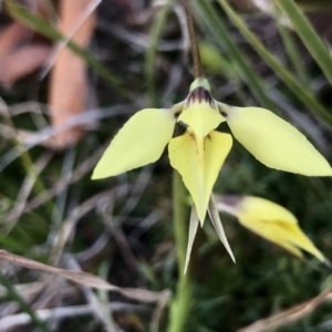 Diuris chryseopsis at Tuggeranong DC, ACT - 15 Sep 2021