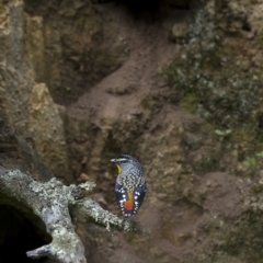 Pardalotus punctatus (Spotted Pardalote) at Majura, ACT - 16 Sep 2021 by trevsci