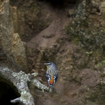 Pardalotus punctatus (Spotted Pardalote) at Mount Ainslie - 16 Sep 2021 by trevsci